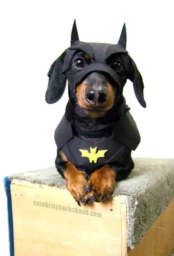 Dachshund in batman costume