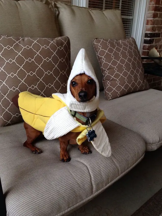 Dachshund in banana costume