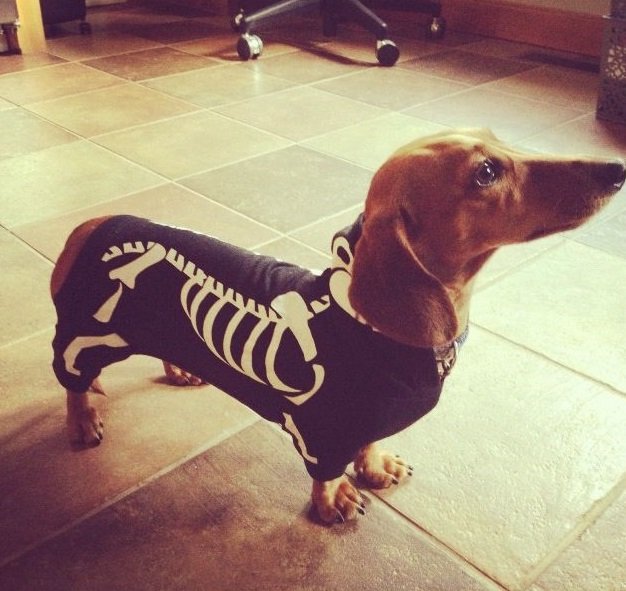 Dachshund wearing a skeleton costume