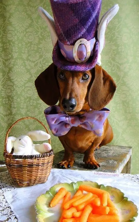 Dachshund with a big purple hat and ribbon tie