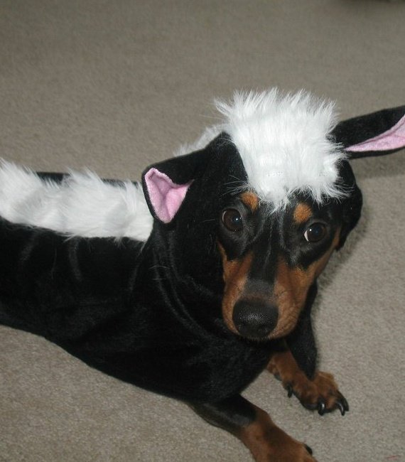 Dachshund in a horse costume