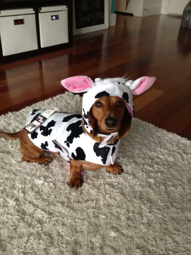 Dachshund in a cow costume
