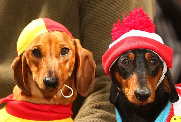 Dachshund in stylish outfit