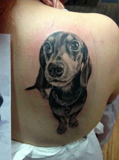 Dachshund with its sweet face tattoo on the back