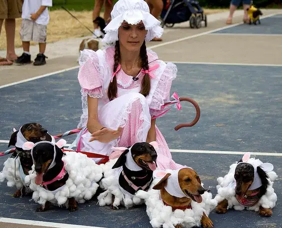 Dachshunds in rabbit outfit