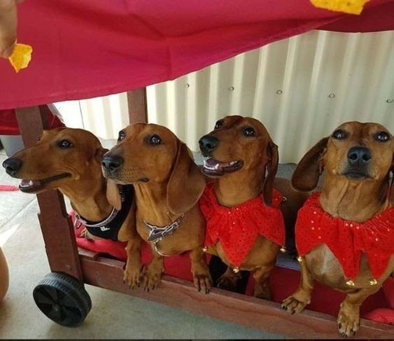 Dachshund in clown collar costume