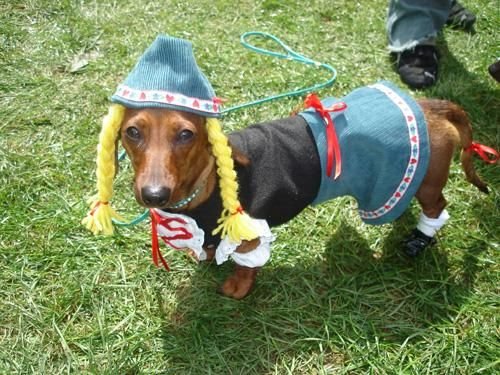 Dachshund in German Constume