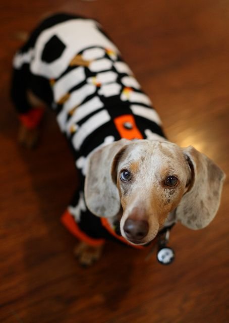 Dachshund in skeleton costume