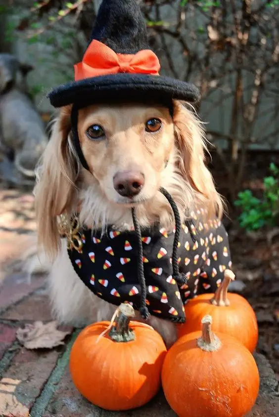 Dachshund in witch costume