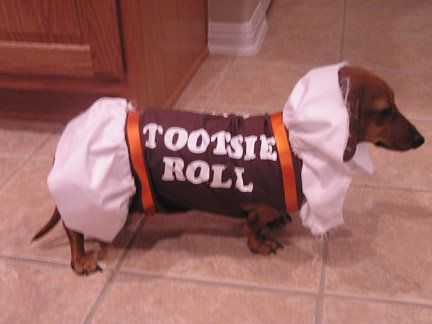 Dachshund in Tootsie Roll Costume