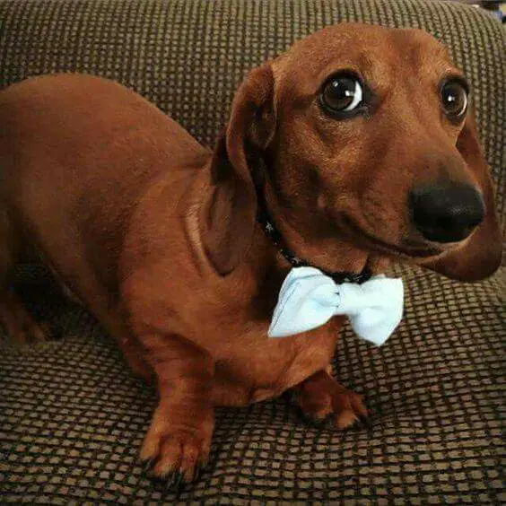 Dachshund wearing a white ribbon tie