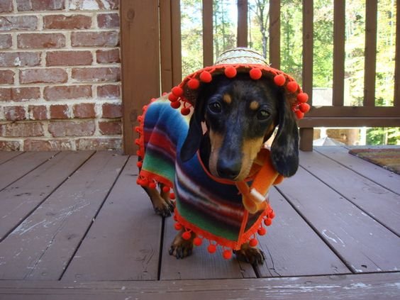 Dachshund in mexican costume