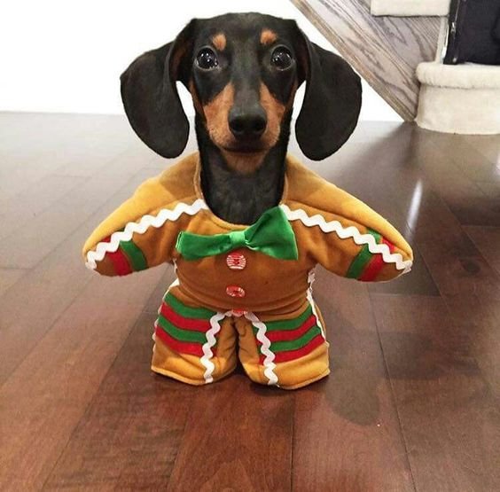 Dachshund in a christmas cookie costume