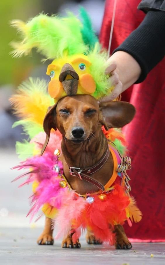 Dachshund in colorful chicken costume