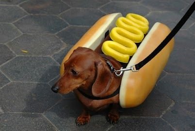 Dachshund in hotdog bun costume