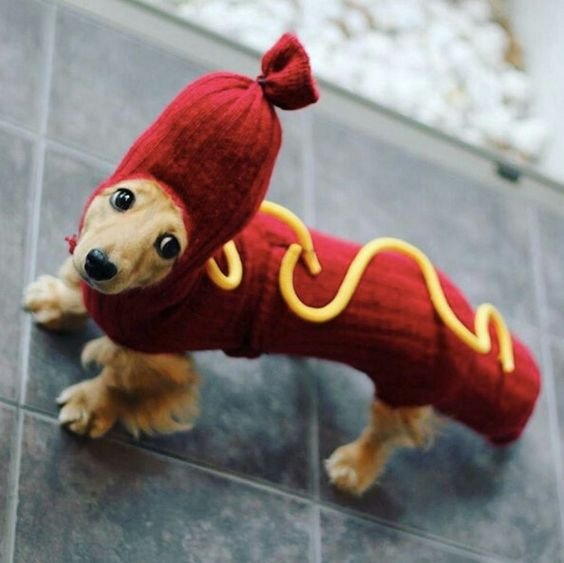 Dachshund in a hotdog costume