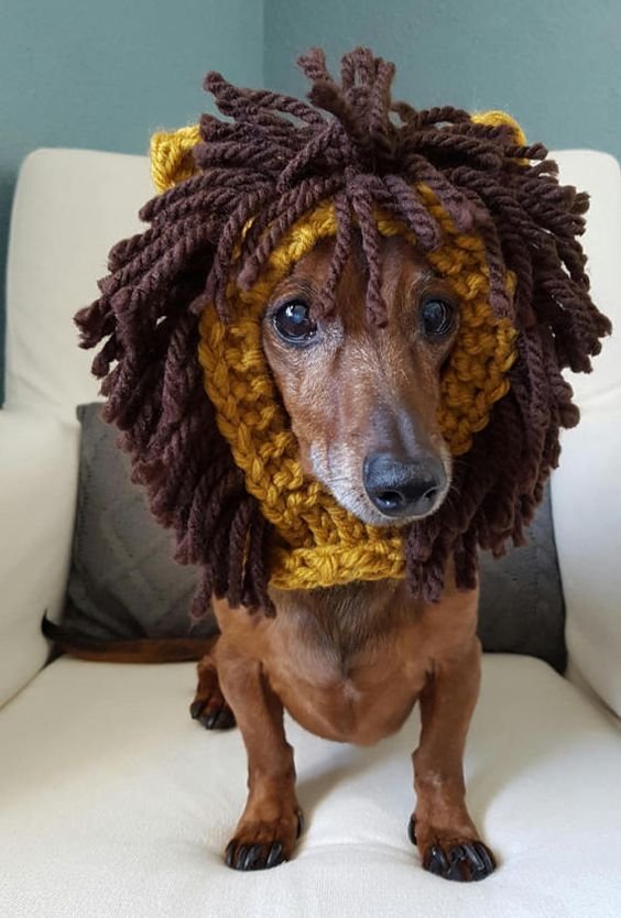 Dachshund in a Cute Lion Hood