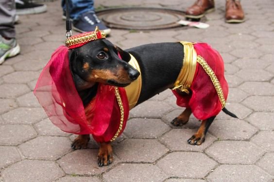 Dachshund in a jasmine costume