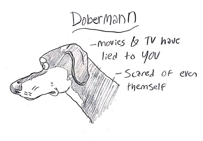 A hand drawing of a Doberman with hand written- Doberman- moves and tv have lied to you, scared of even themself