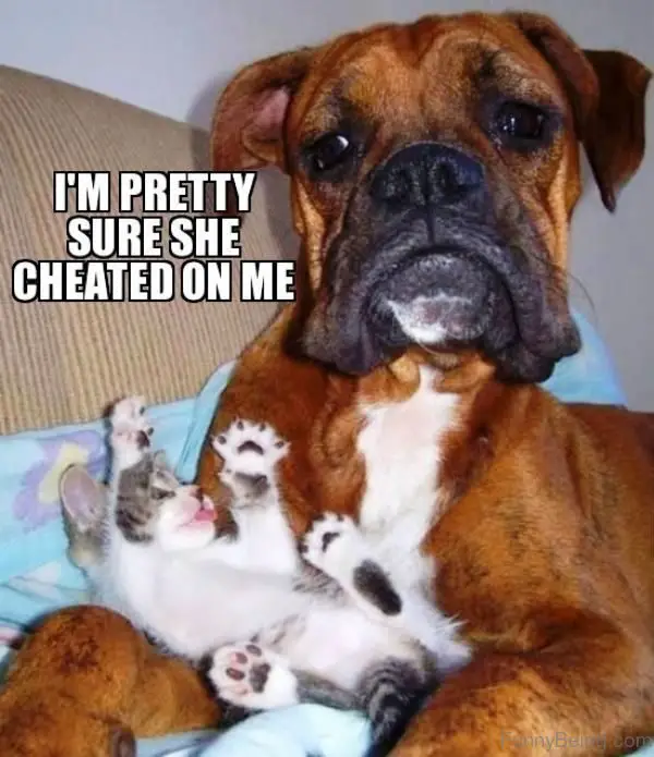 Boxer dog lying on its bed with a kitten photo with text - I'm pretty sure she cheated on me