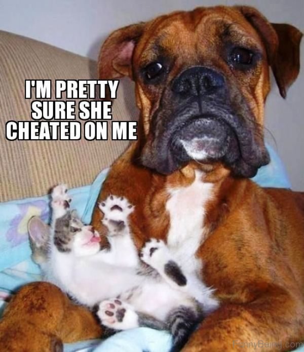 Boxer dog lying on its bed with a kitten photo with text - I'm pretty sure she cheated on me