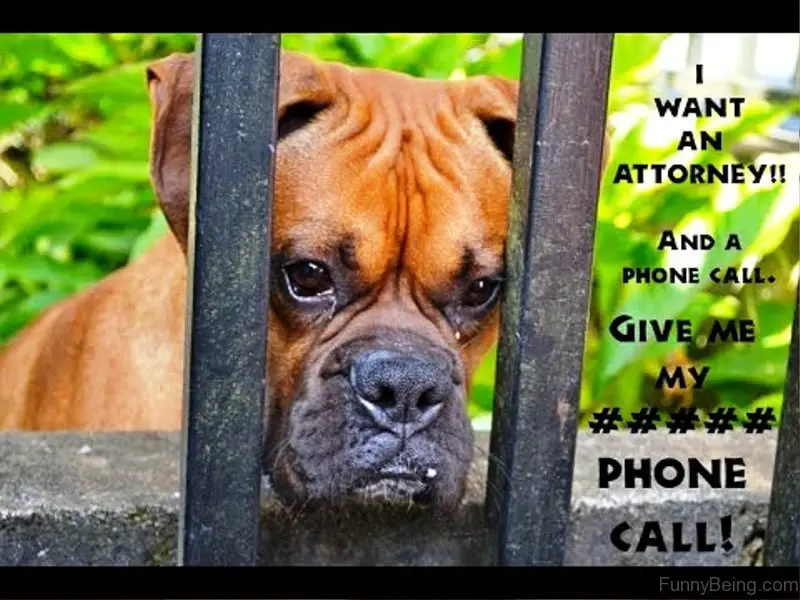 Boxer dog with its sad face behind the fence photo with text - I want an attorney! and a phone call. Give me my ### phone call!