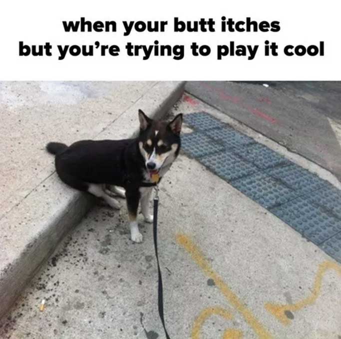 A dog sitting on the street with its butt on the raised concrete photo with caption - when your butt itches but you're trying to play it cool