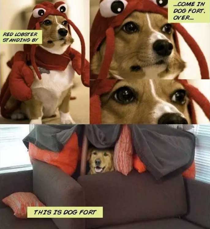 A corgi in his lobster costume with text - Red lobster standing by... come in dog fort over. and a golden retriever inside a DIY tent on the couch photo with text - This is dog fort.