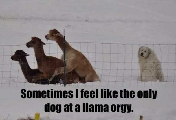 A dog sitting behind the llama orgy photo with text - Sometime I feel like the only dog at a llama orgy