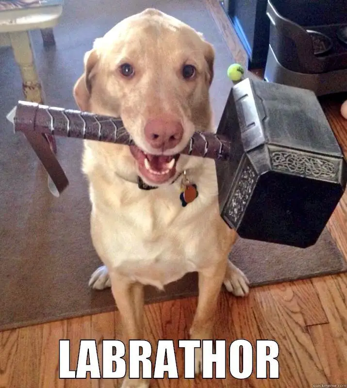 A labrador sitting on the carpet with a thor hammer in its mouth photo with caption - Labrathor