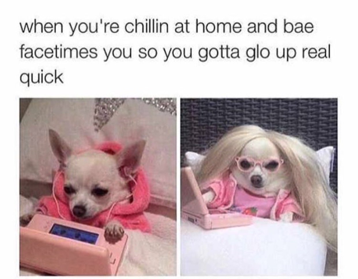 A chihuahua in her pink sweater and blonde hair and cute outfit while sitting on the bed in front of her photo photos with caption - when you're chilling at home and bae facetimes you so you gotta glo up real quick