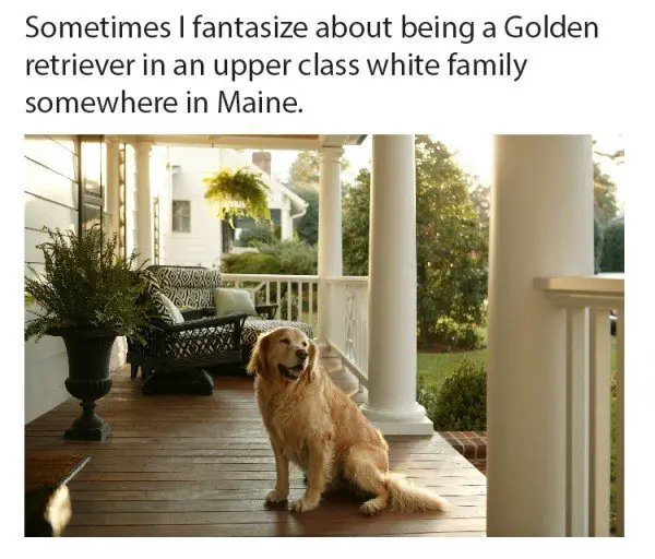 a golden retriever sitting in the veranda with caption - Sometimes I fantasize about being a golden retriever in an upper class white family somewhere in maine.