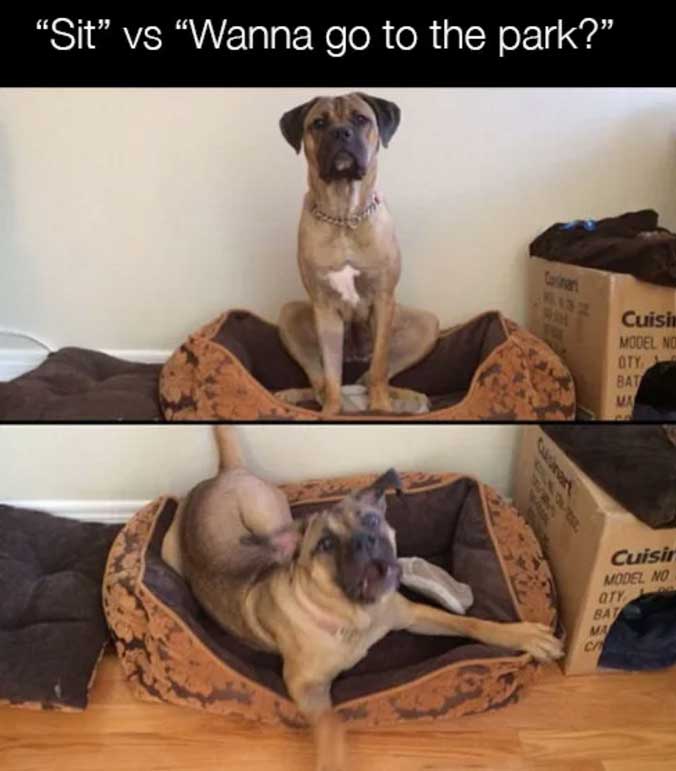 a dog sitting on its bed and him getting up excitedly from lying photo with caption - sit vs wanna got the park?