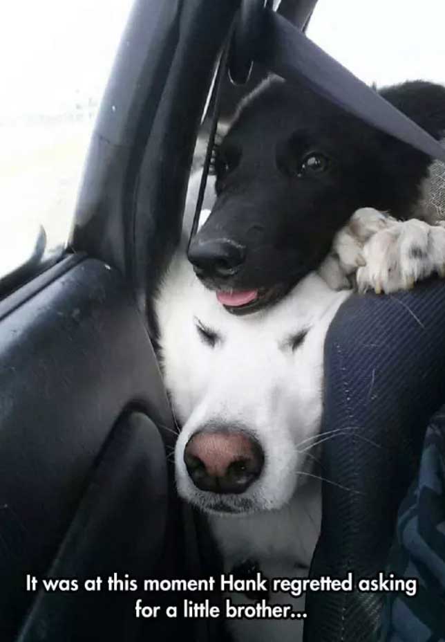 a white dog sitting in the backseat with its face squeezed in between the passenger seat and door with a black dog on top of him photo with caption - It was at this moment Hand regretted asking for a little brother....