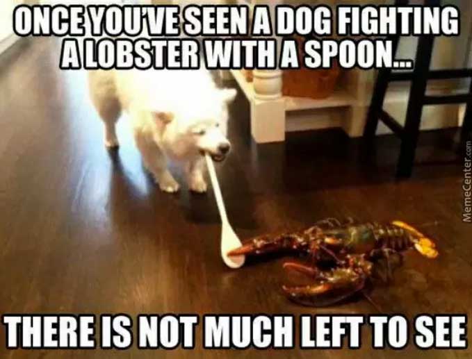 A samoyed dog carrying a big spoon in front of a big lobster photo with caption - once you've seen a dog fighting a lobster with a spoon.. there is not much left to see