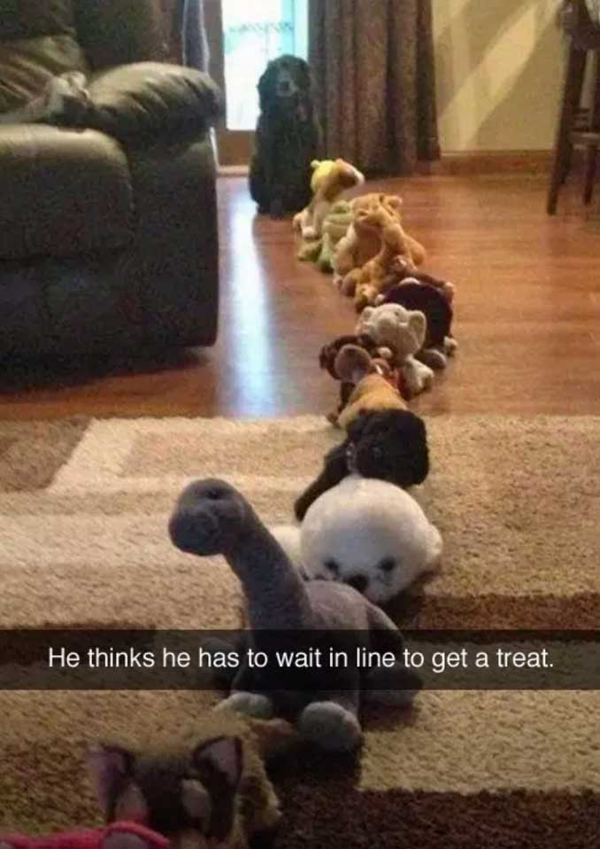 a labrador sitting at the end of the line of stuffed toys photo with caption - he thinks he has to wait in line to get a treat.