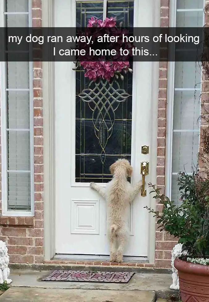a dog standing up leaning in the front door peeking inside photo with caption - my dog ran away, after hours of looking I came home to this...