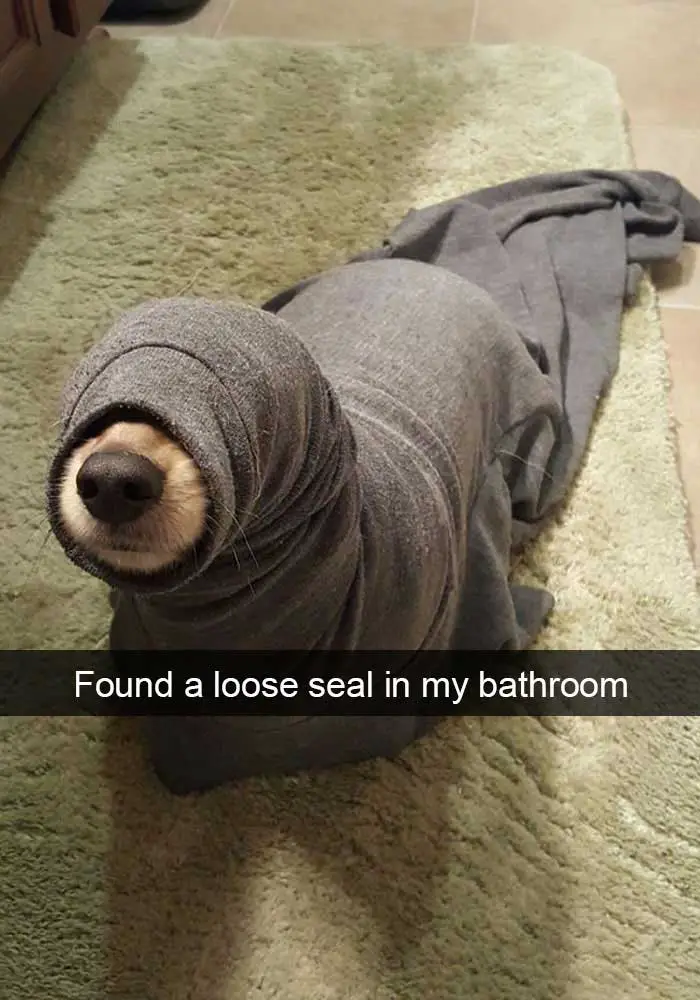 a puppy wrapped in a shirt while standing on the floor photo with caption - found a loose seal in my bathroom