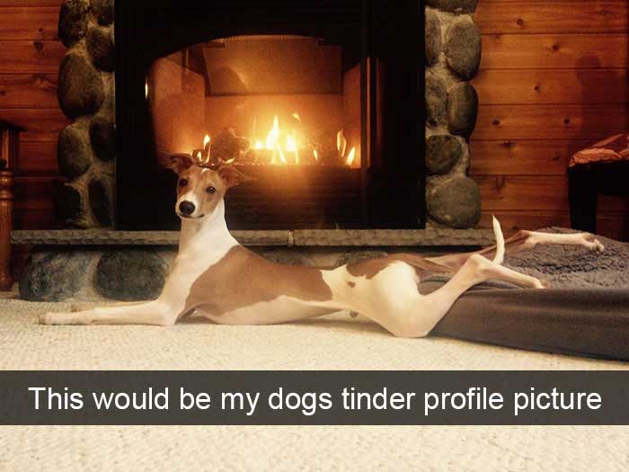 a dog lying on the floor in front of the fireplace photo with caption - this would be my dogs tinder profile picture