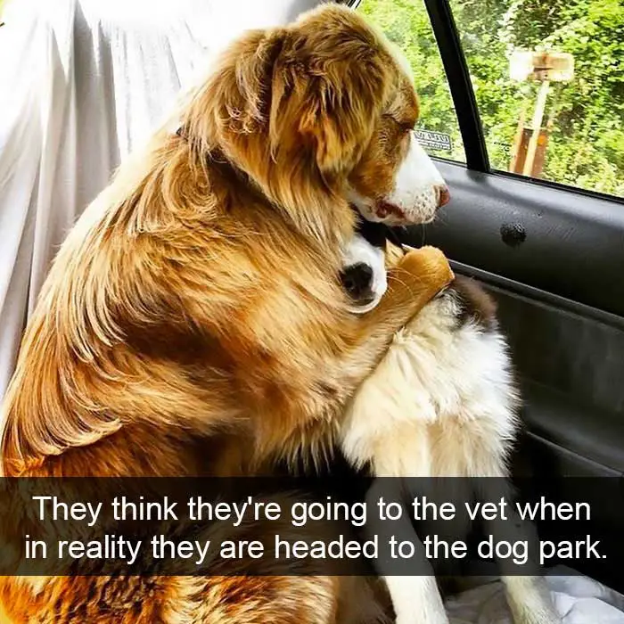 two dogs hugging each other in the backseat photo with caption - they think they're going to the vet when in reality they are headed to the dog park.