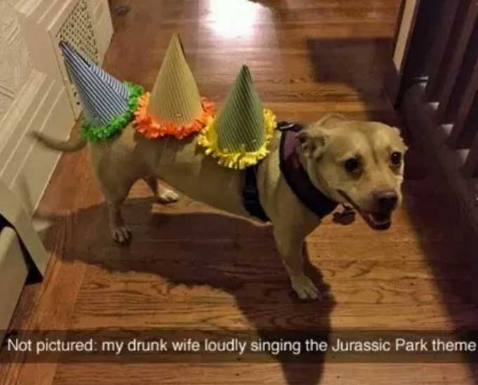 a dog with birthday cone caps on top of its back photo with caption - not pictured: my drunk wife loudly singing the jurassic park theme