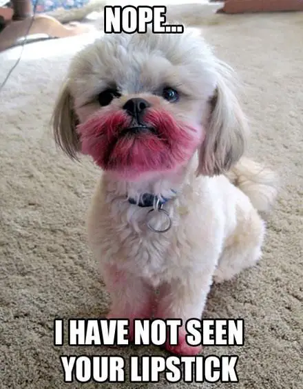 a white dog sitting on the floor with smudged lipstick around its mouth photo with caption - nope.. I have not seen your lipstick