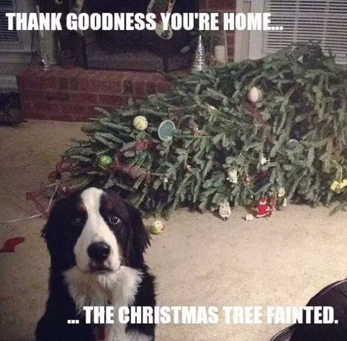 a dog sitting in front of the christmas tree that fell on the floor with its guilty face photo with caption - thank goodness you're home... the christmas tree fainted