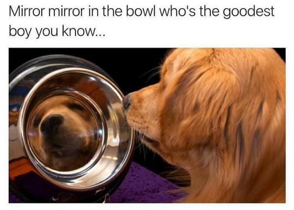 a golden retriever looking at herself in the bowl reflection photo with caption - mirror mirror in the bowl who's the goodest boy you know...