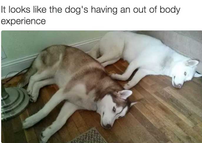 two huskies lying on the floor photo with caption - It looks like the dog's having an out of the body experience.