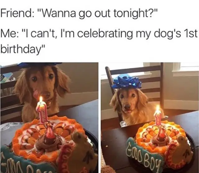 a golden retriever sitting at the table behind his birthday cake photo with caption - friend: wanna go out tonight? me: I cant im celebrating my dog's 1st birthday