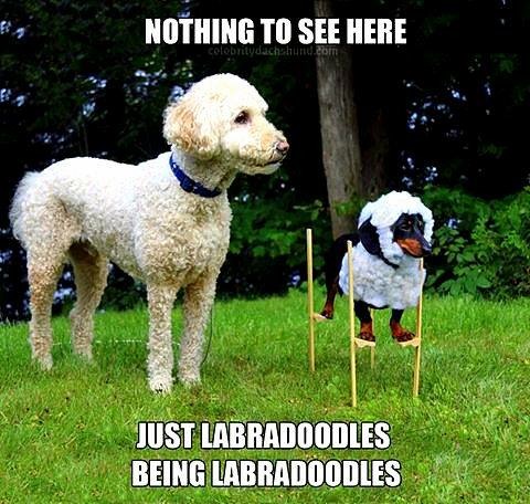 A white labradoolde standing next to a dachshund wearing a tall stick and a with curly fur photo with caption - nothing to see here just labradoodles being labradoodles