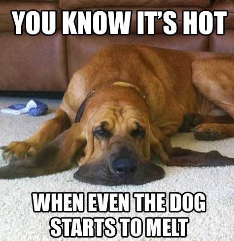 a large dog lying on the floor with its sad face photo with caption - you know its hot when even the dog starts to melt