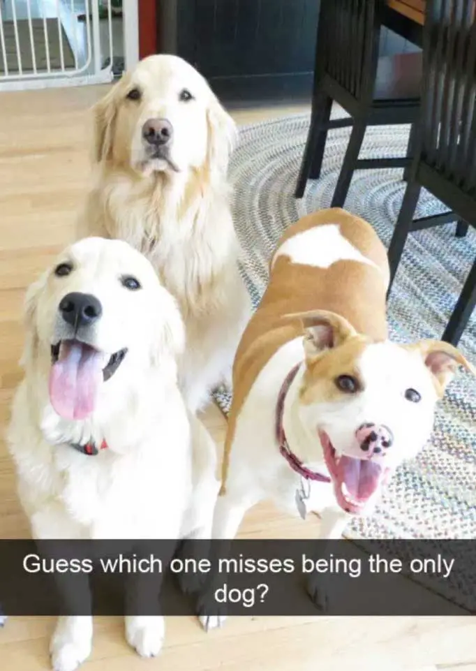 two dogs looking up with their happy faces while the one sitting behind with its sad face photo with caption - guess which one misses being the only dog?