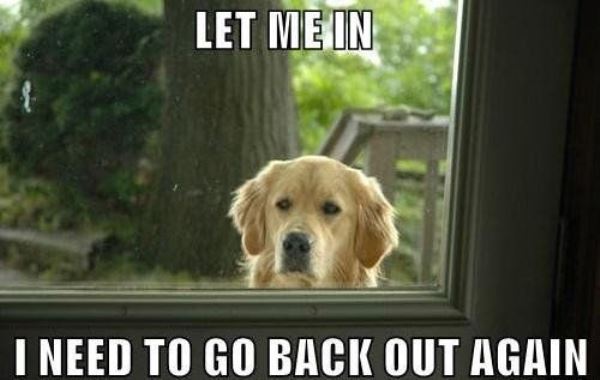 a dog standing behind the door photo with caption - Let me in. I need to go back out again